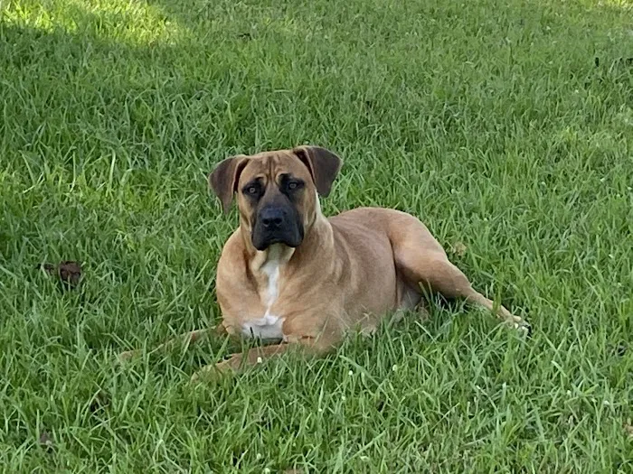 Animal Hospital of Onslow County 6
