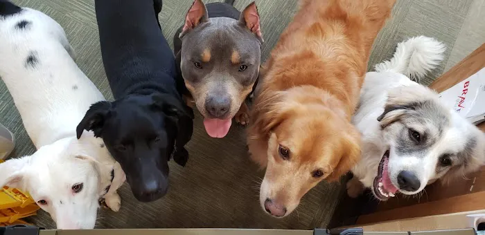 Animal Hospital of Onslow County 10