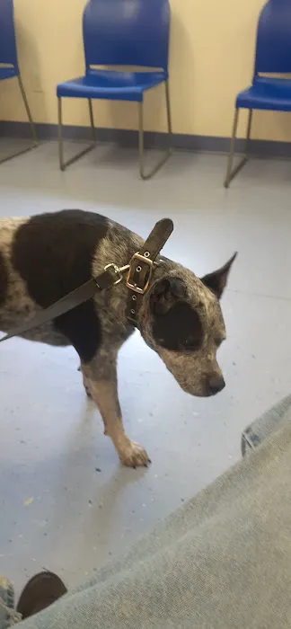 Animal Hospital of Onslow County 1
