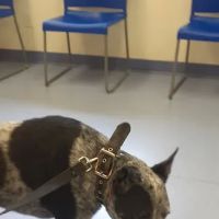 Animal Hospital of Onslow County ico