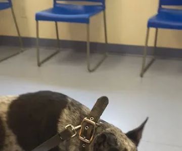 Animal Hospital of Onslow County