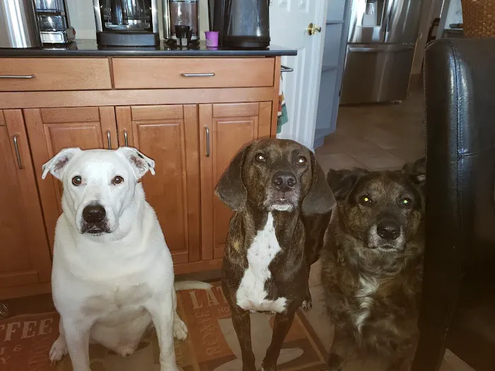 Animal Hospital of Onslow County 3