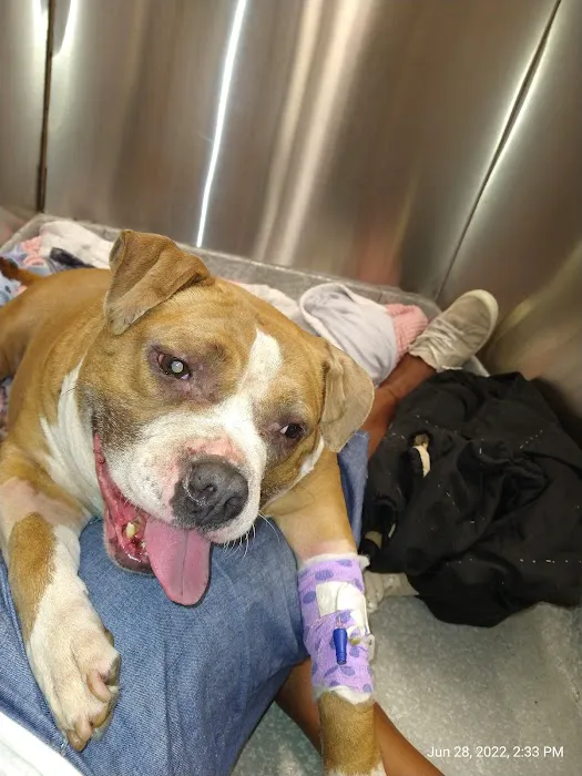 Coastal Veterinary Emergency Clinic 2