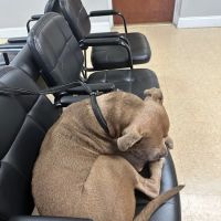 Knoxville Pet Emergency Clinic ico