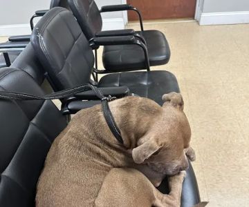 Knoxville Pet Emergency Clinic