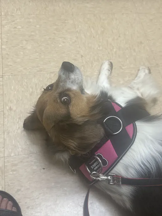 Knoxville Pet Emergency Clinic 4