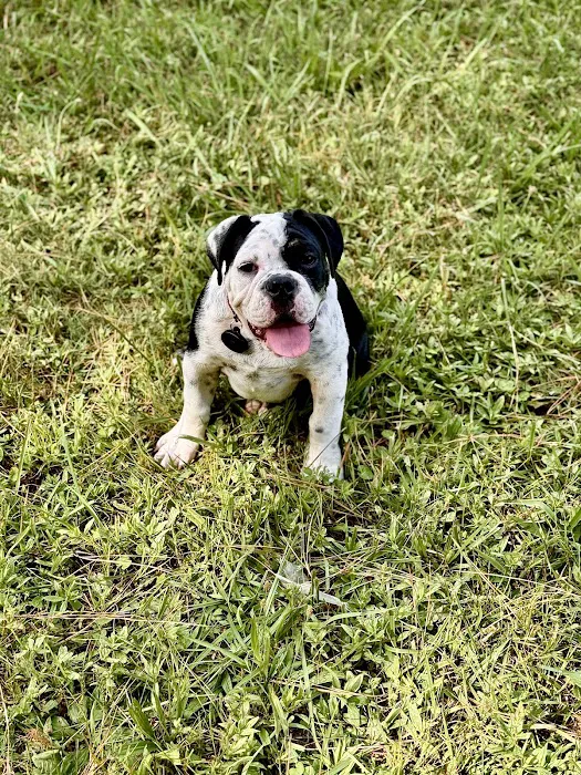 Knoxville Pet Emergency Clinic 8
