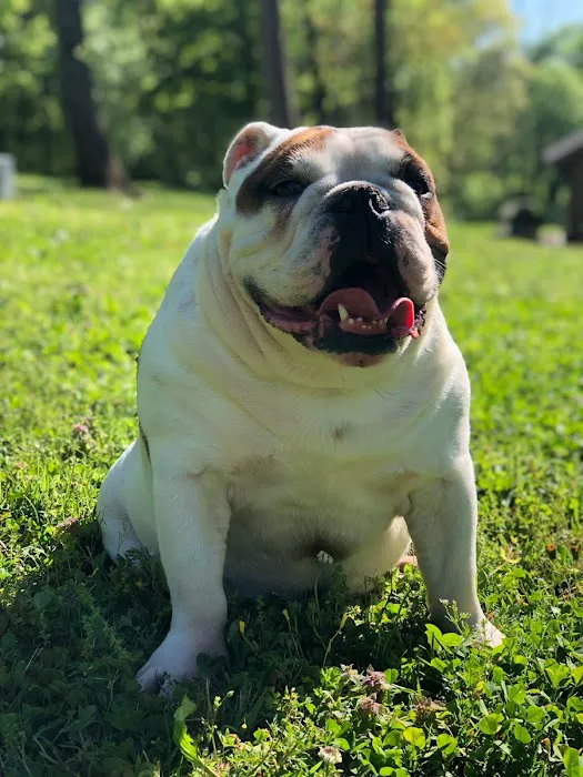 Knoxville Pet Emergency Clinic 6