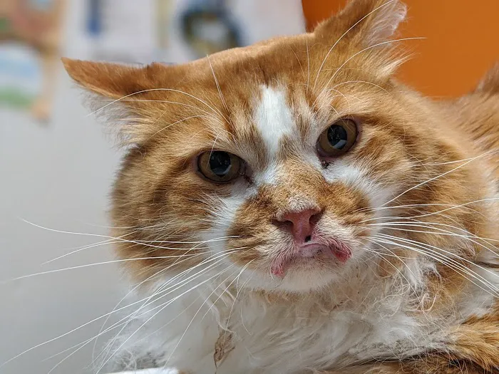 Central Veterinary Hospital 8