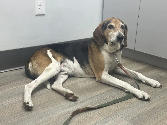 Central Veterinary Hospital 5