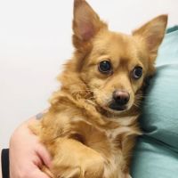 Central Veterinary Hospital ico