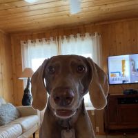 Tickle Small Animal Hospital ico