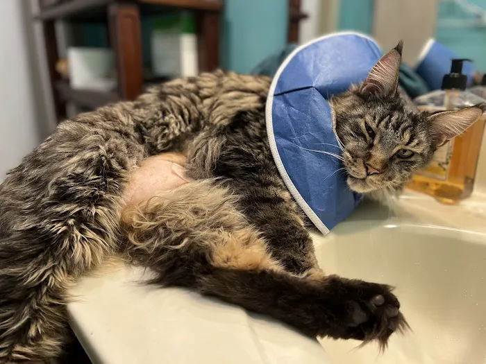 UT Veterinary Medical Center 6