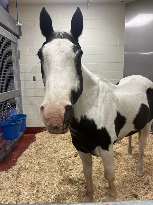 UT Veterinary Medical Center 8