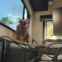 The University of Tennessee Veterinary Teaching Hospital ico