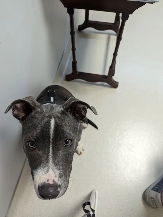 Boyd's Creek Animal Hospital 1