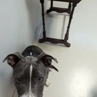 Boyd's Creek Animal Hospital ico