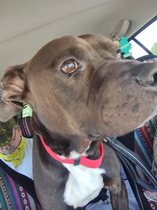 Boyd's Creek Animal Hospital 4