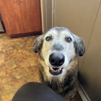 Smoky Mountain Animal Clinic ico