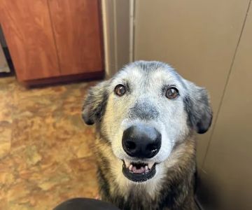 Smoky Mountain Animal Clinic