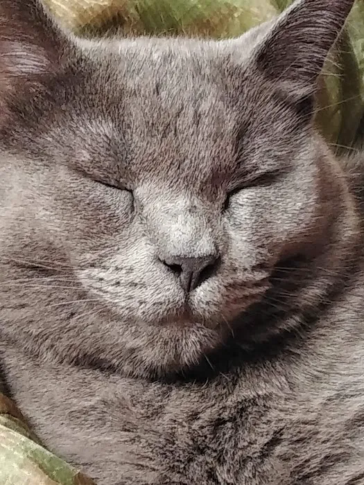 Smoky Mountain Animal Clinic 3