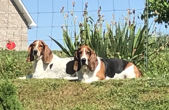 Smoky Mountain Animal Clinic 5