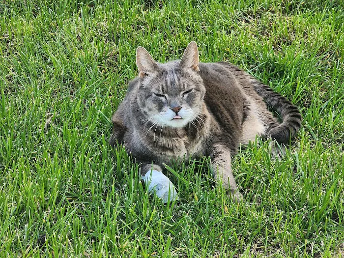 Smoky Mountain Animal Clinic 4