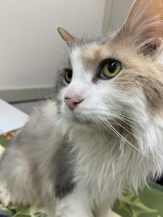 Seymour Veterinary Clinic 10