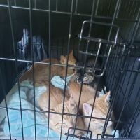 Kindness Counts Spay and Neuter Clinic ico
