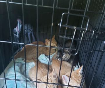 Kindness Counts Spay and Neuter Clinic