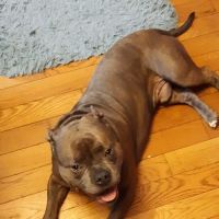 Sevier County Animal Clinic ico