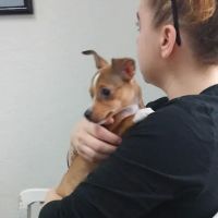 Sevier County Animal Clinic: Kreur Andrew DVM ico