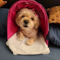 Parkway Animal Hospital: Bartley Scott DVM ico