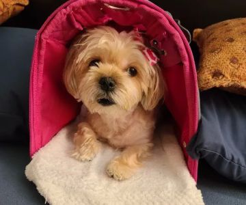 Parkway Animal Hospital: Bartley Scott DVM