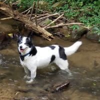 Parkway Animal Hospital ico