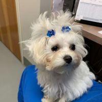 Mountain Home Veterinary Clinic ico