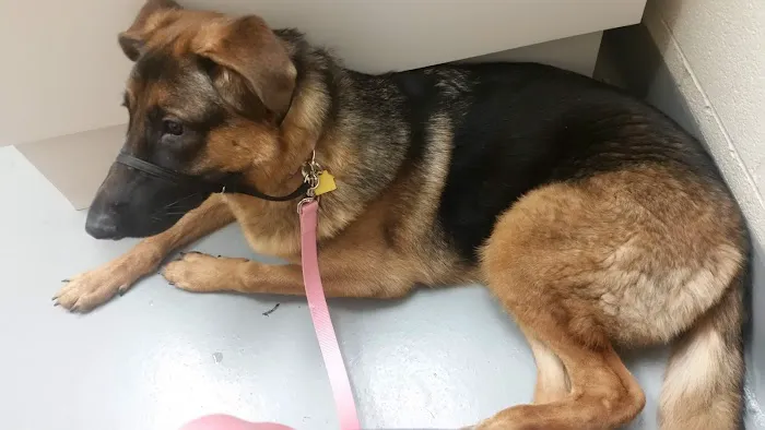 Mountain Home Veterinary Clinic 2