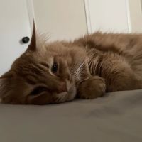 Volunteer Veterinary Hospital ico