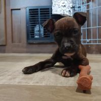 Planned Pet-Hood ico