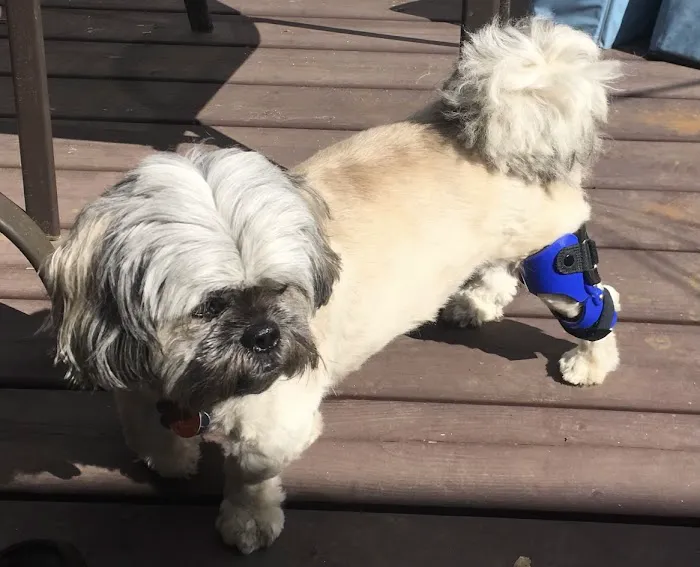 Top Dog Bracing 1