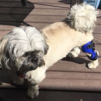 Top Dog Bracing ico