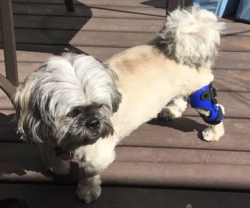 Top Dog Bracing