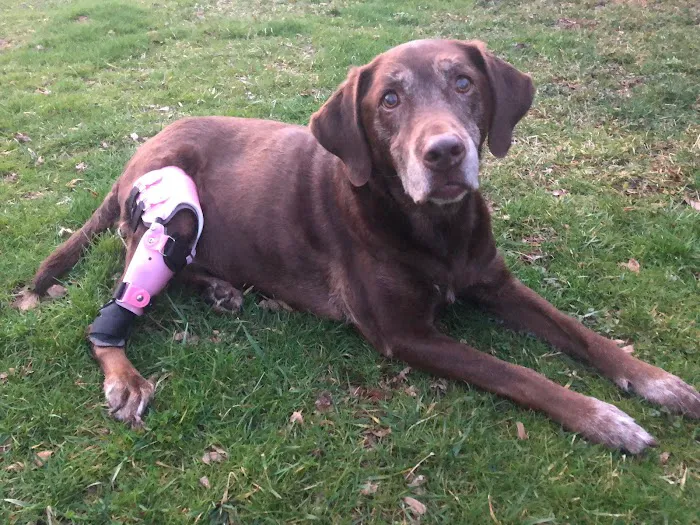 Top Dog Bracing 2