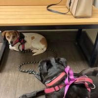 Banfield Pet Hospital ico
