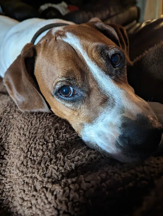 Animal Emergency & Specialty Center of Knoxville 2