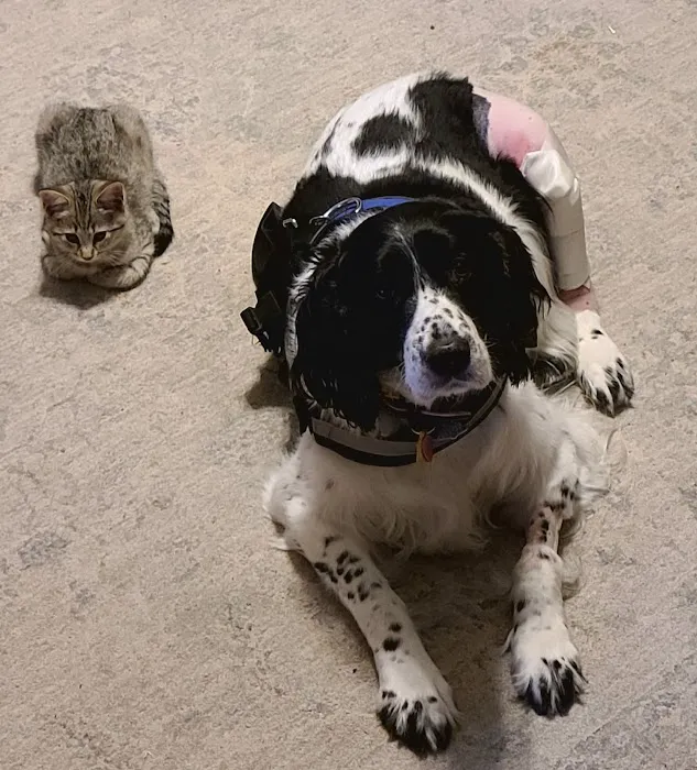Animal Emergency & Specialty Center of Knoxville 7