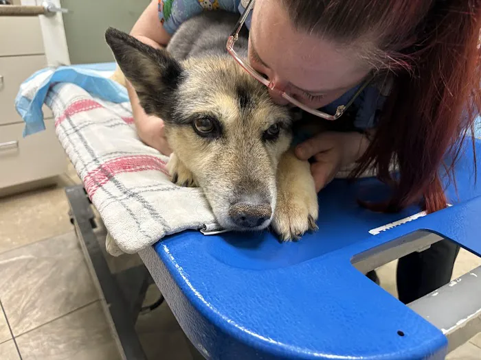 Animal Emergency & Specialty Center of Knoxville 10
