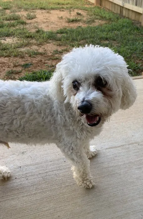 Animal Emergency & Specialty Center of Knoxville 4