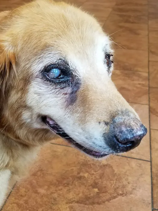 Village Veterinary Medical Center, A Thrive Pet Healthcare Partner 1