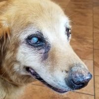 Village Veterinary Medical Center, A Thrive Pet Healthcare Partner ico